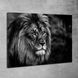 Черно-белая Картина - Black Lion - 60х90 см
